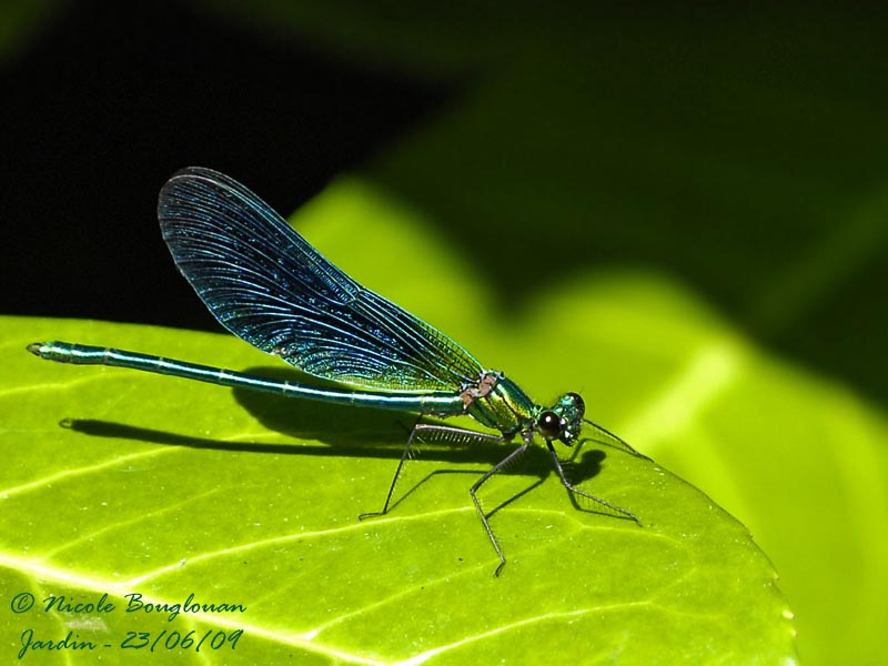 BEAUTIFUL DEMOISELLE - CALOPTERYX VIRGO - AGRION VIERGE