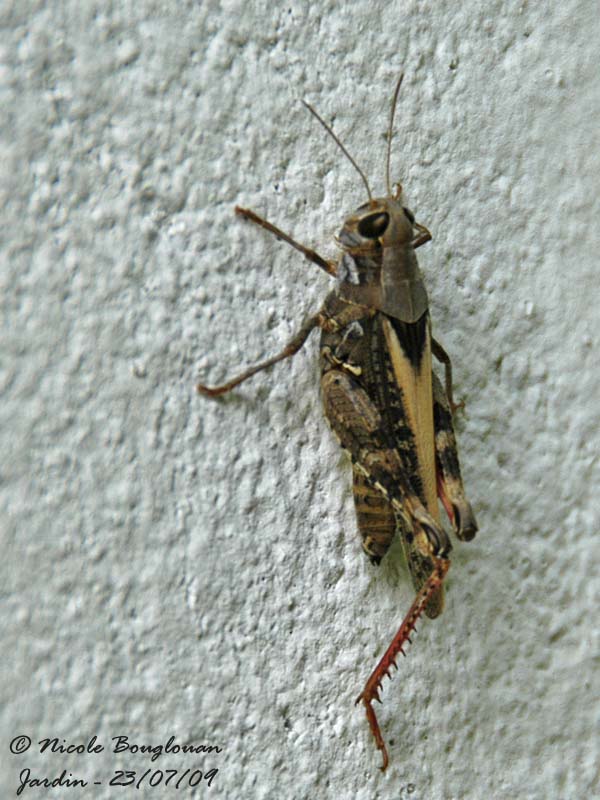 ITALIAN LOCUST - CALLIPTAMUS ITALICUS - CRIQUET ITALIEN