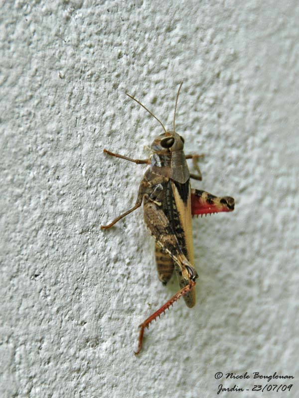 ITALIAN LOCUST - CALLIPTAMUS ITALICUS - CRIQUET ITALIEN