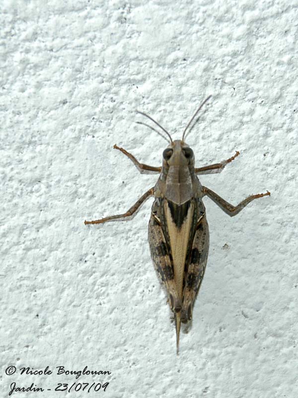 ITALIAN LOCUST - CALLIPTAMUS ITALICUS - CRIQUET ITALIEN