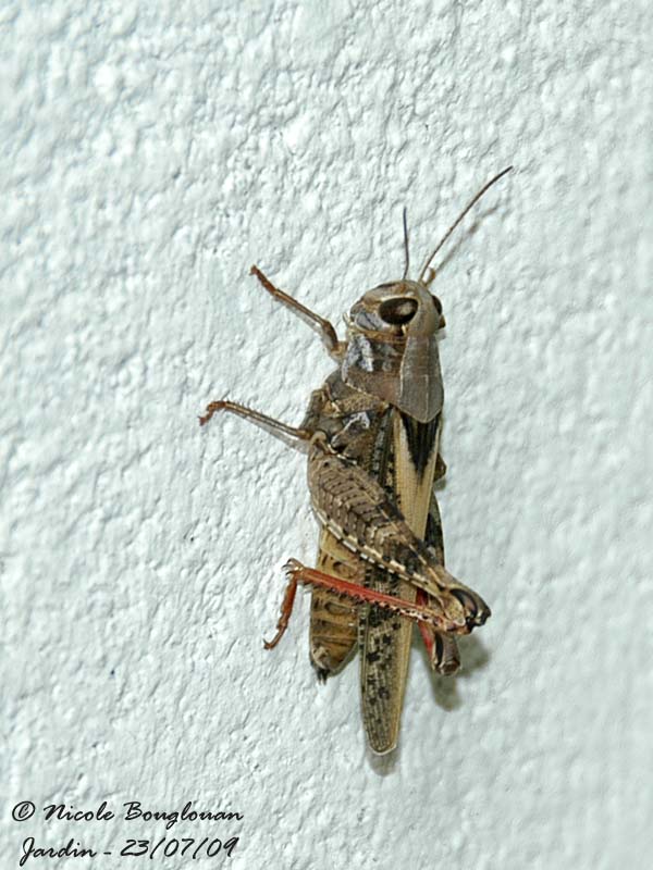 ITALIAN LOCUST - CALLIPTAMUS ITALICUS - CRIQUET ITALIEN