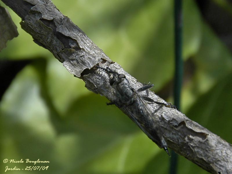 Robber Fly