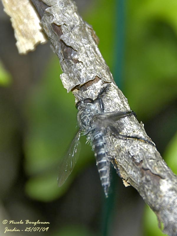 Robber Fly