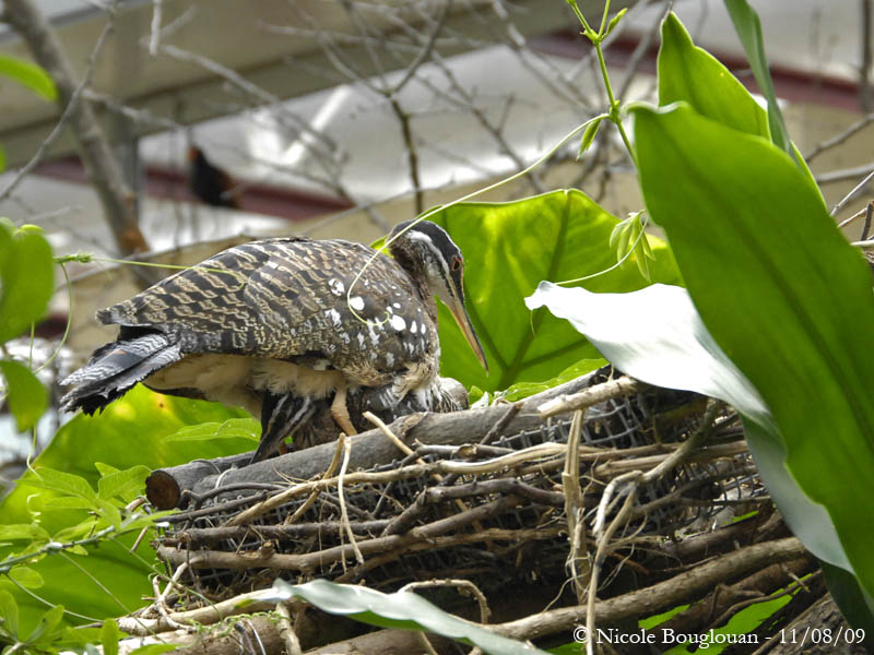SUNBITTERN - EURYPYGA HELIAS - CAURALE SOLEIL