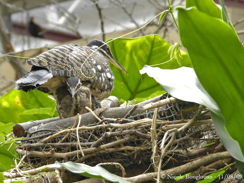 SUNBITTERN - EURYPYGA HELIAS - CAURALE SOLEIL