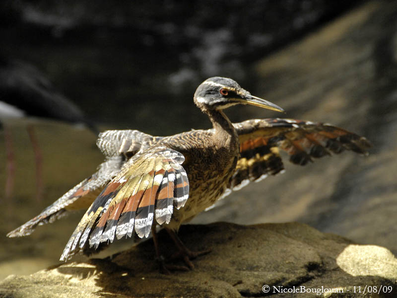 SUNBITTERN - EURYPYGA HELIAS - CAURALE SOLEIL