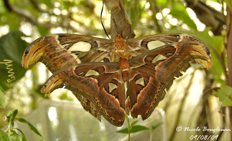 ATLAS MOTH - ATTACUS ATLAS - PAPILLON COBRA