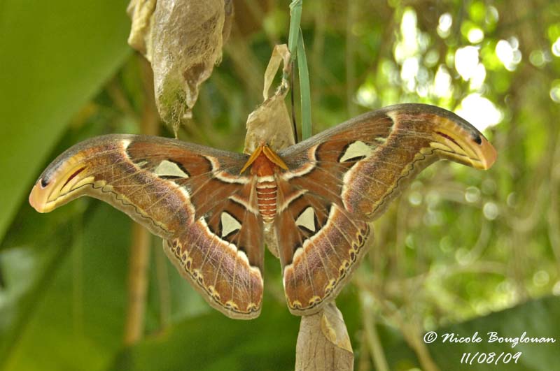 ATLAS MOTH - ATTACUS ATLAS - PAPILLON COBRA
