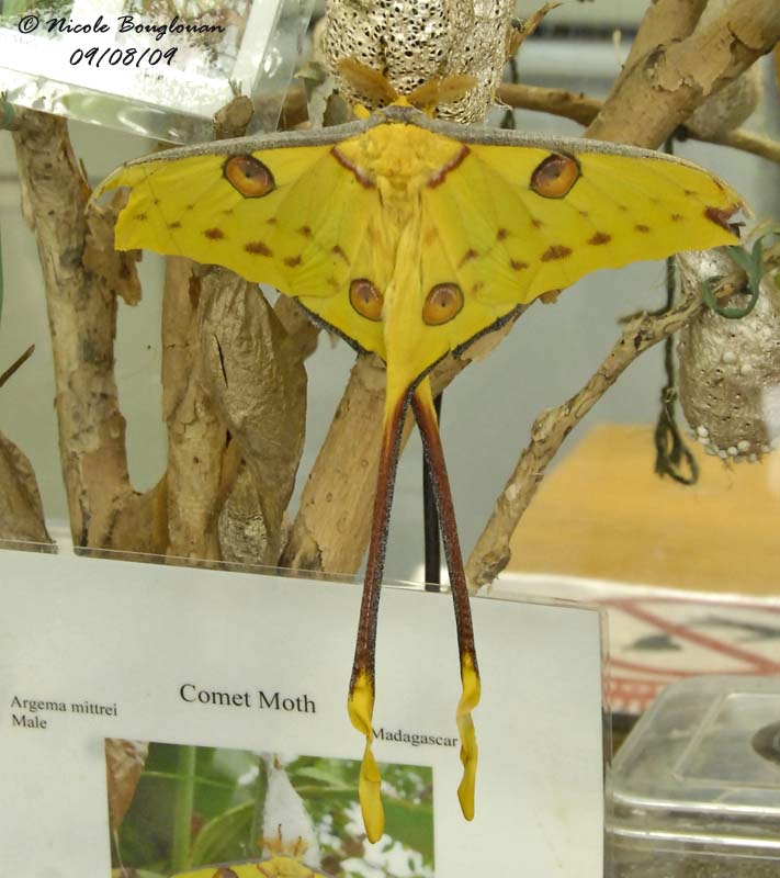 COMET MOTH - ARGEMA MITTREI - PAPILLON COMETE DE MADAGASCAR