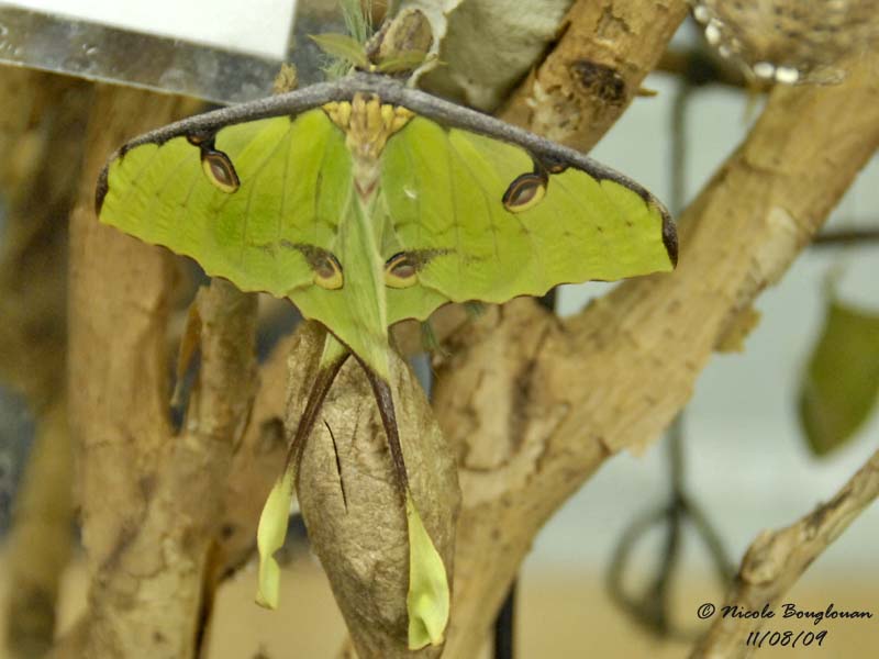 COMET MOTH - ARGEMA MITTREI - PAPILLON COMETE DE MADAGASCAR