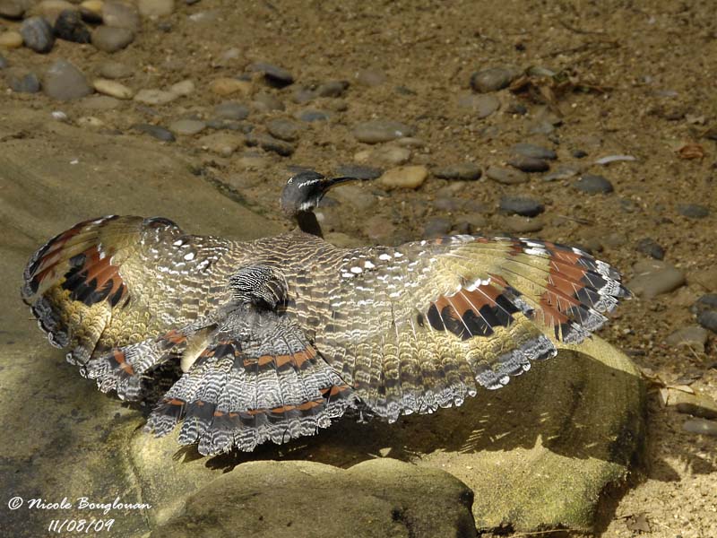 SUNBITTERN - EURYPYGA HELIAS - CAURALE SOLEIL
