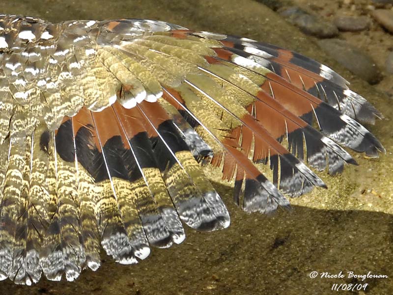 WING PATTERN