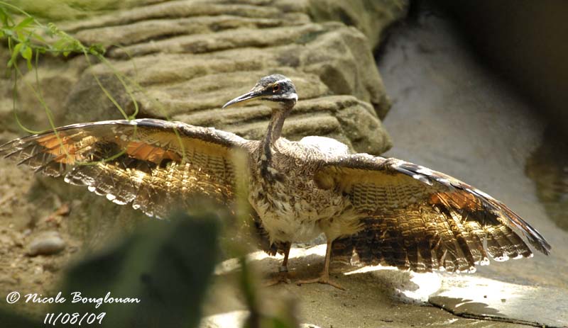 SUNBITTERN - EURYPYGA HELIAS - CAURALE SOLEIL