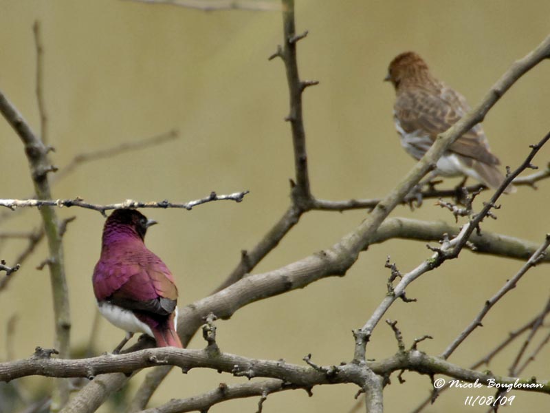 AMETHYST STARLING - CINNYRICINCLUS LEUCOGASTER - SPREO AMETHYSTE