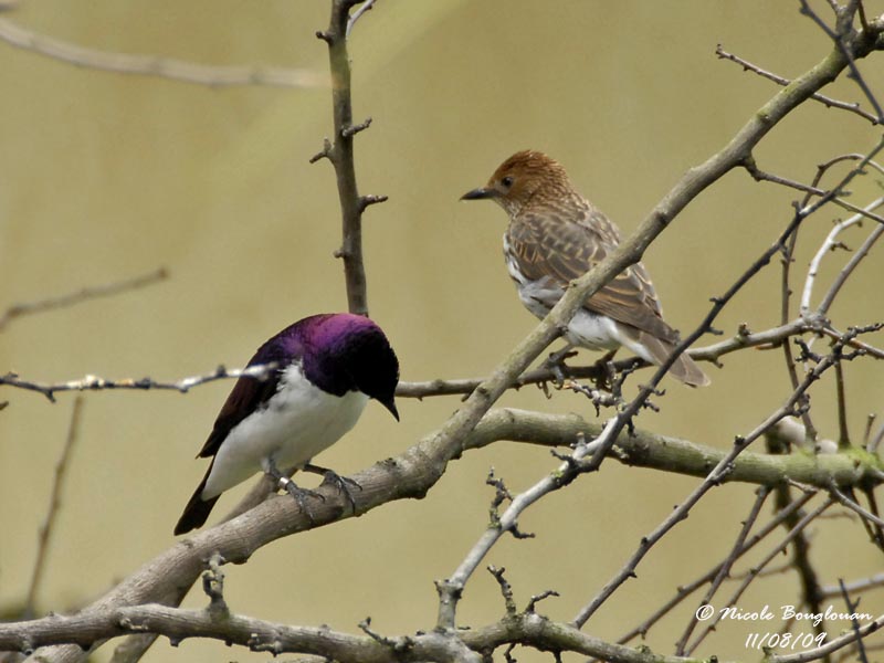 AMETHYST STARLING - CINNYRICINCLUS LEUCOGASTER - SPREO AMETHYSTE