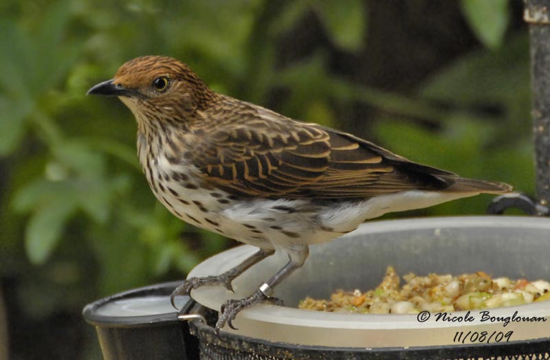 AMETHYST STARLING - CINNYRICINCLUS LEUCOGASTER - SPREO AMETHYSTE