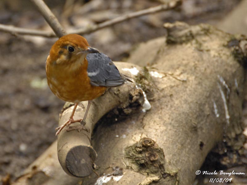 ORANGE-HEADED THRUSH - ZOOTHERA CITRINA - GRIVE A TETE ORANGE