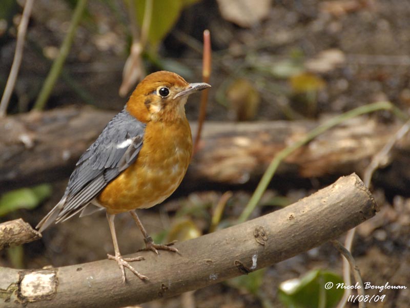 ORANGE-HEADED THRUSH - ZOOTHERA CITRINA - GRIVE A TETE ORANGE