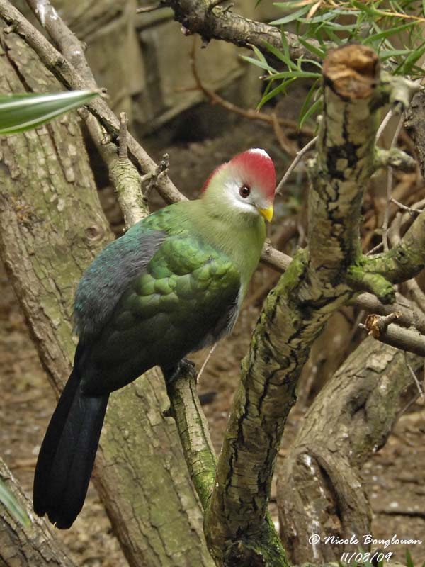 RED-CRESTED TURACO