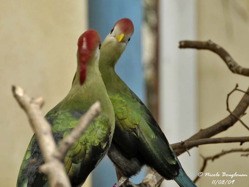 RED-CRESTED TURACO pair