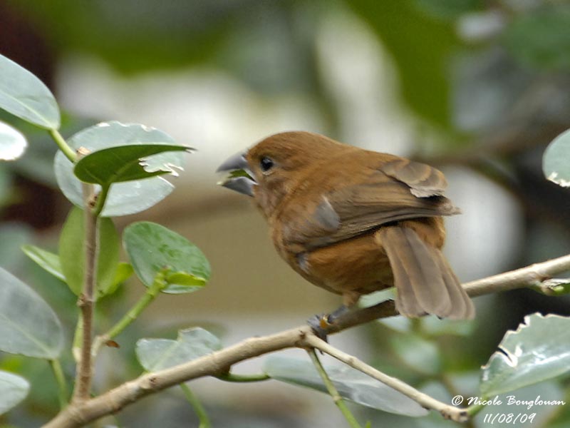 Female