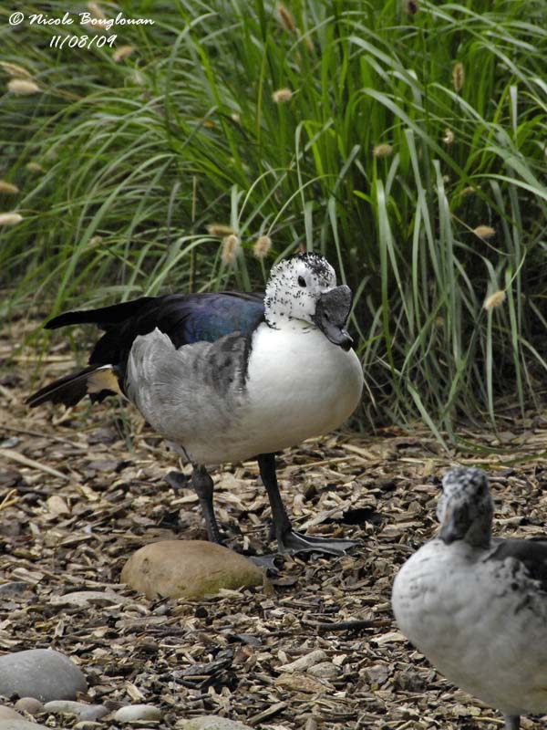 KNOB-BILLED DUCK - SARKIDIORNIS MELANOTOS - CANARD A BOSSE