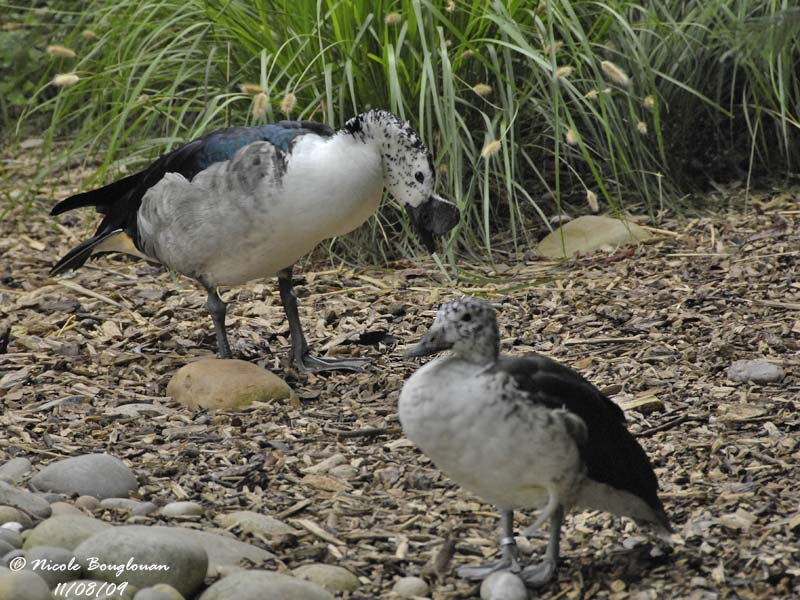 KNOB-BILLED DUCK - SARKIDIORNIS MELANOTOS - CANARD A BOSSE