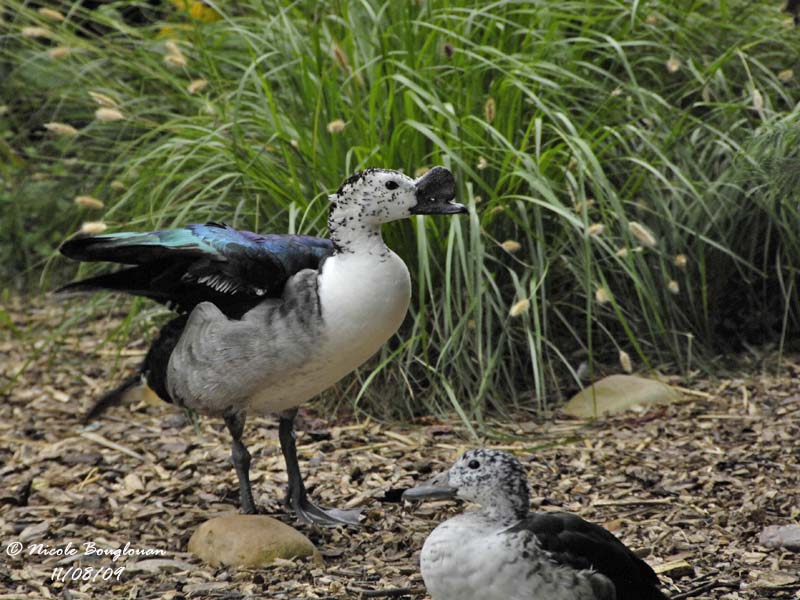 KNOB-BILLED DUCK - SARKIDIORNIS MELANOTOS - CANARD A BOSSE