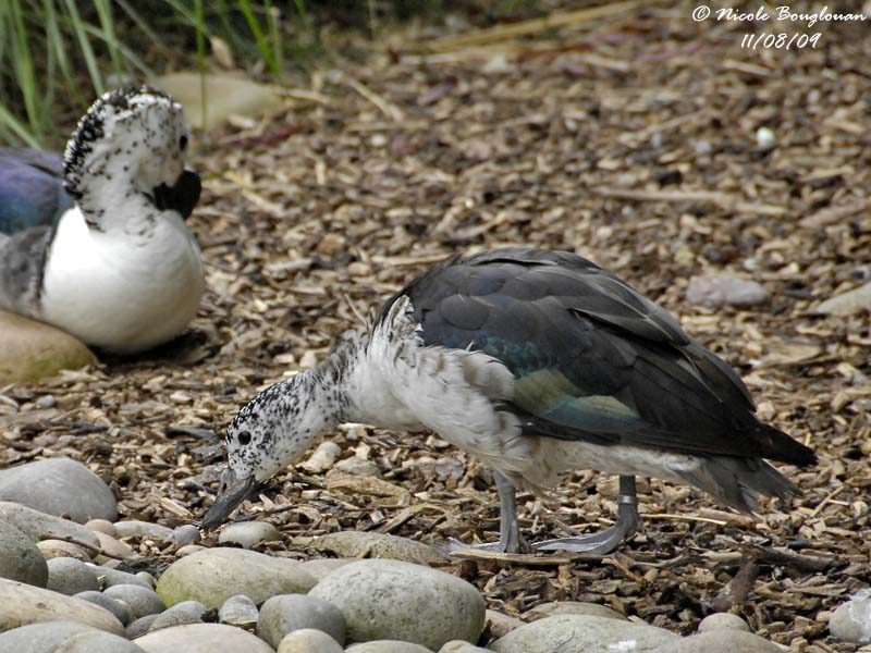 KNOB-BILLED DUCK - SARKIDIORNIS MELANOTOS - CANARD A BOSSE