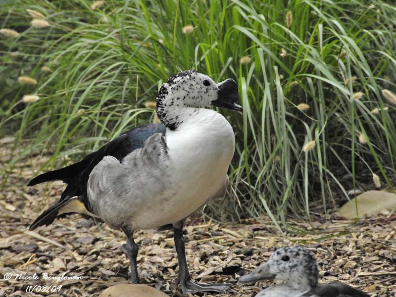 KNOB-BILLED DUCK - SARKIDIORNIS MELANOTOS - CANARD A BOSSE