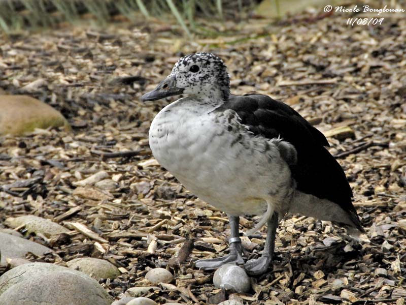 KNOB-BILLED DUCK - SARKIDIORNIS MELANOTOS - CANARD A BOSSE