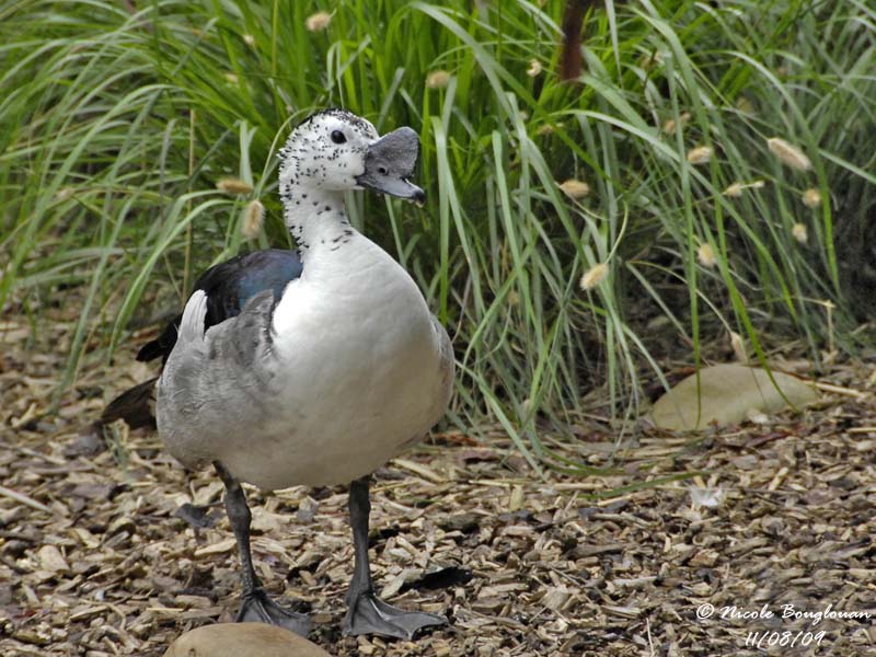 KNOB-BILLED DUCK - SARKIDIORNIS MELANOTOS - CANARD A BOSSE