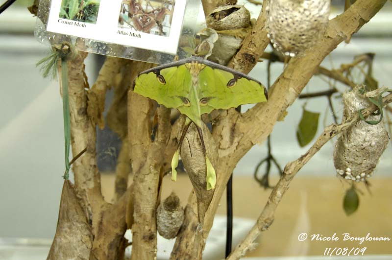 COMET MOTH - ARGEMA MITTREI - PAPILLON COMETE DE MADAGASCAR