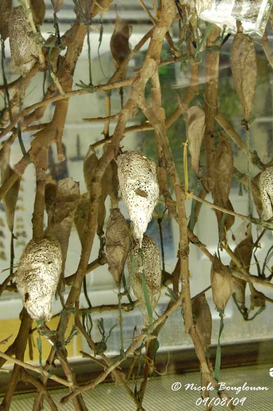 COMET MOTHS - COCOONS