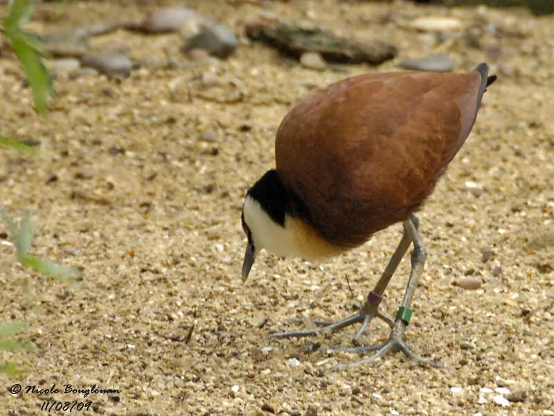 AFRICAN JACANA