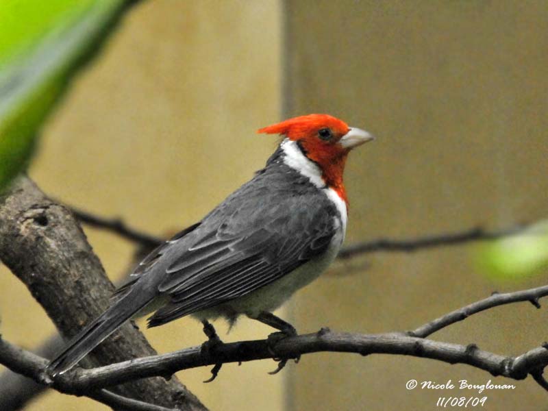 RED-CRESTED CARDINAL