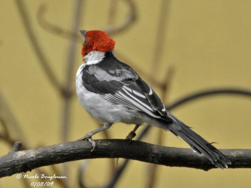 RED-CRESTED CARDINAL