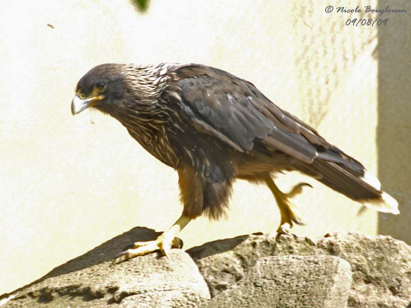 STRIATED CARACARA