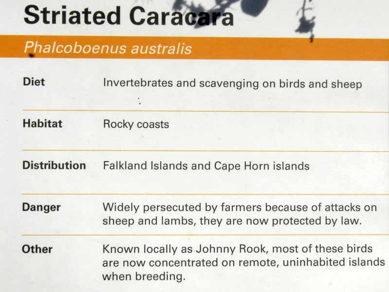 Information Striated Caracara