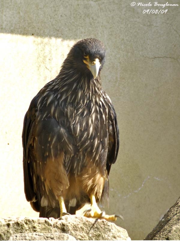 STRIATED CARACARA