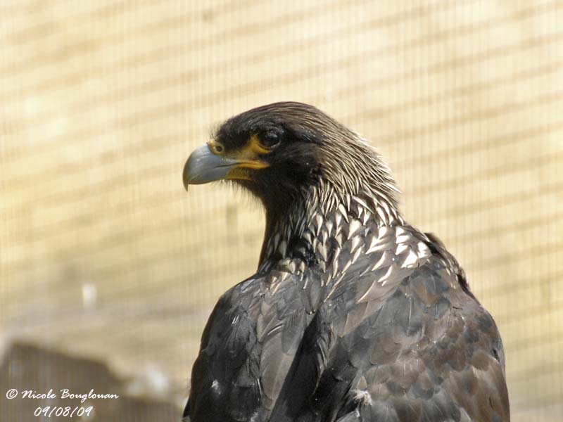 STRIATED CARACARA portrait adult