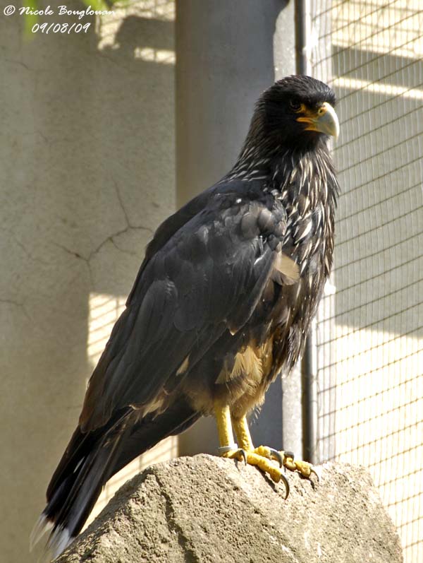 STRIATED CARACARA