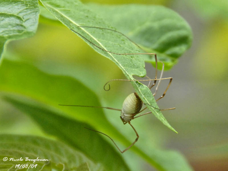 DADDY LONG LEGS - PHALANGIUM OPILIO - FAUCHEUX