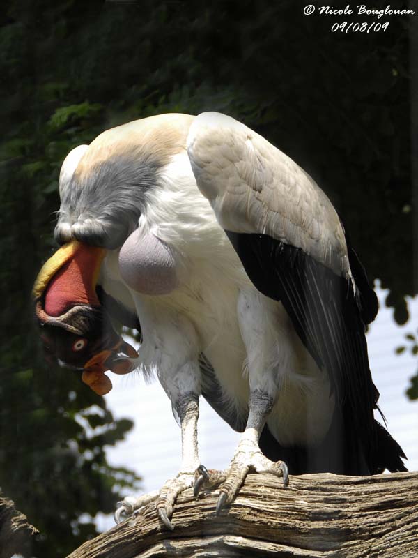 KING VULTURE