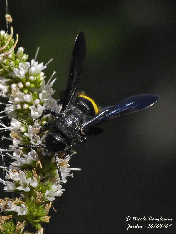 SCOLIA HIRTA