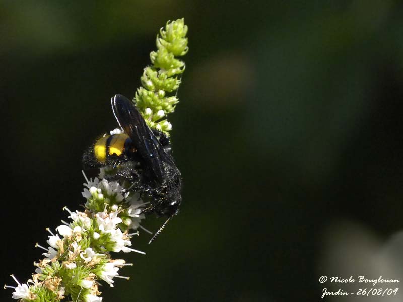 SCOLIA HIRTA