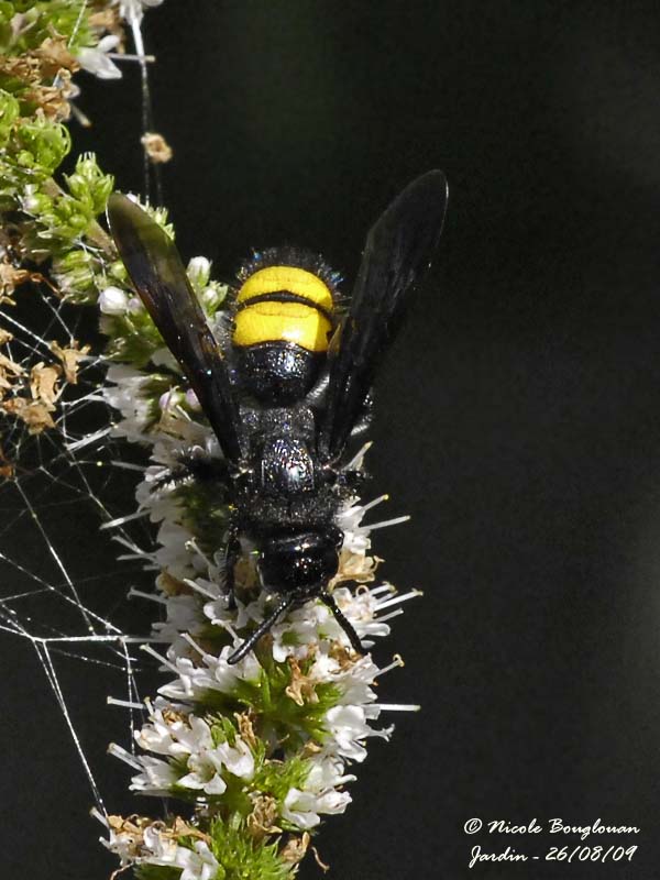 SCOLIA HIRTA