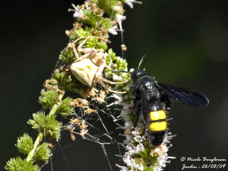  SCOLIA HIRTA and CRAB-SPIDER