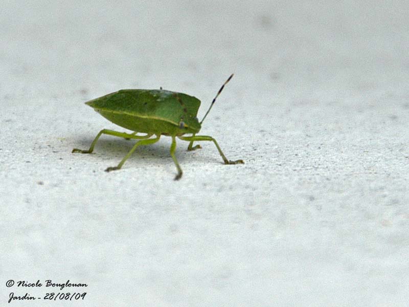 SOUTHERN GREEN STINK BUG - NEZARA VIRIDULA - PUNAISE VERTE