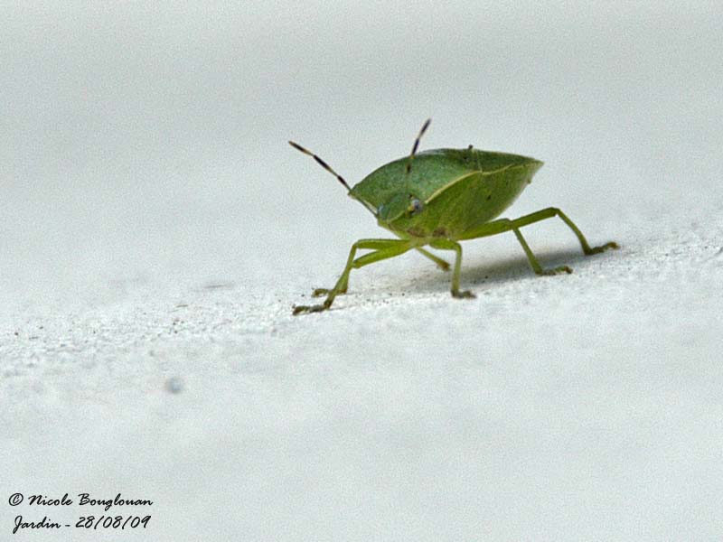SOUTHERN GREEN STINK BUG - NEZARA VIRIDULA - PUNAISE VERTE
